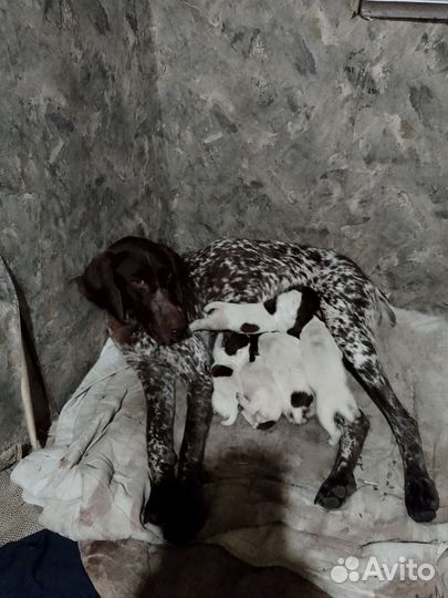 Щенки курцхара