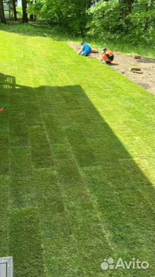 Рулонный газон