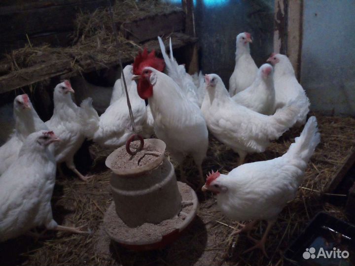 Инкубационное яйцо