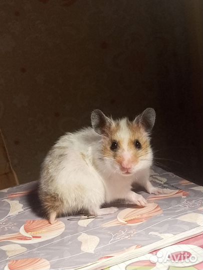 Сирийский хомяк девочка