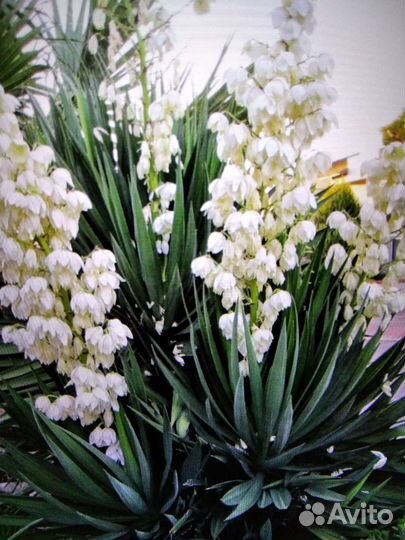 Юкка садовая морозостойкая