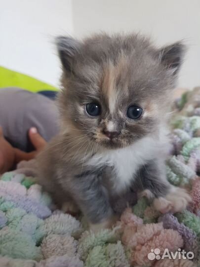 Котята британские