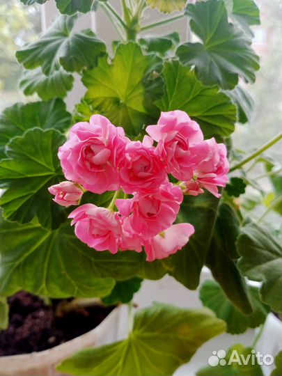 Пеларгония герань розебудная