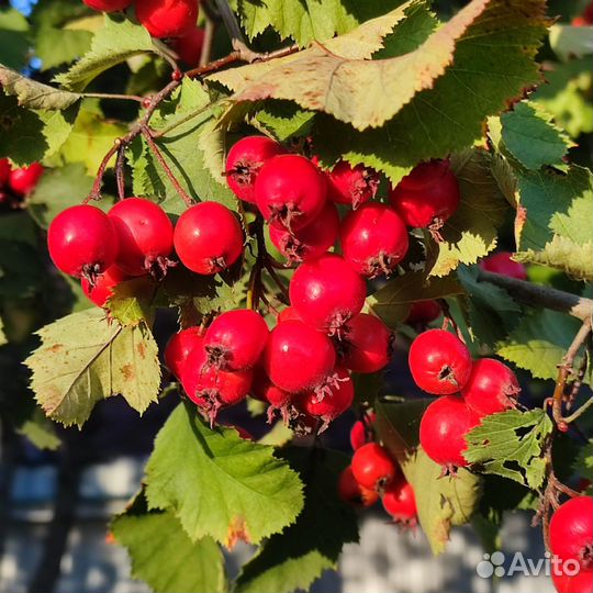 Боярышник плоды