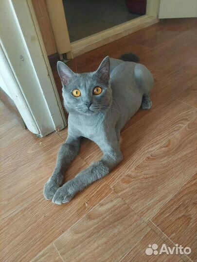 Стрижка Кошек (выезд)