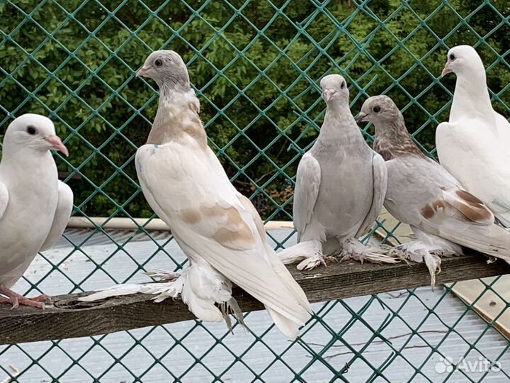 Голуби игровые