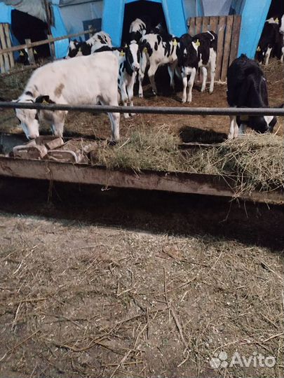 Телята мясной породы бычки