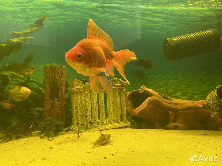 Аквариумные рыбки