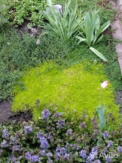 Гвоздика травянка, мшанка