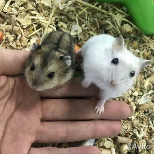 Джунгарский хомяк