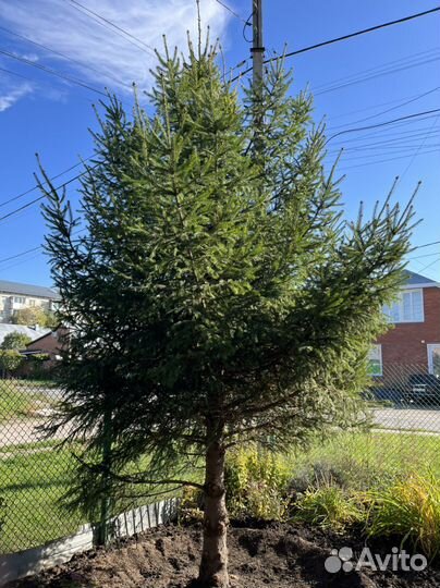 Ель пушистая, шикарная 6 метров