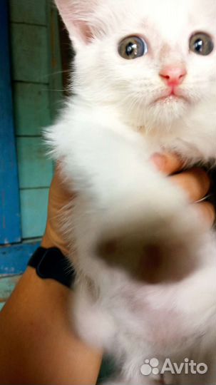 Котёнок чисто белый