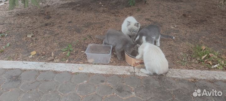 Котята в добрые руки бесплатно