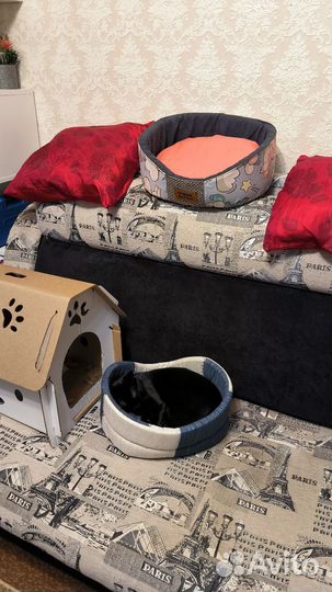 Передержка животных