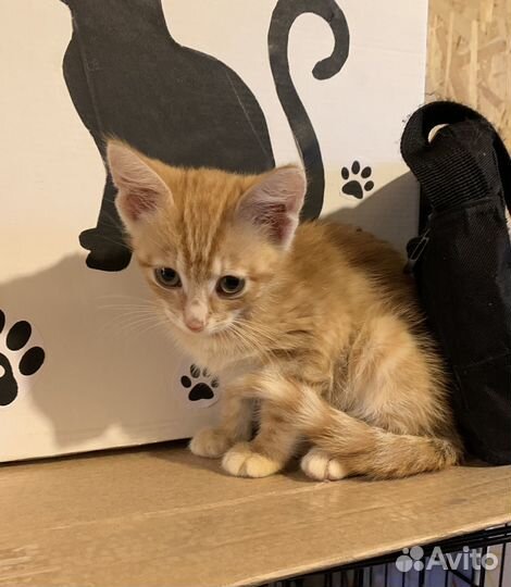 Рыжий котик 2,5 месяца
