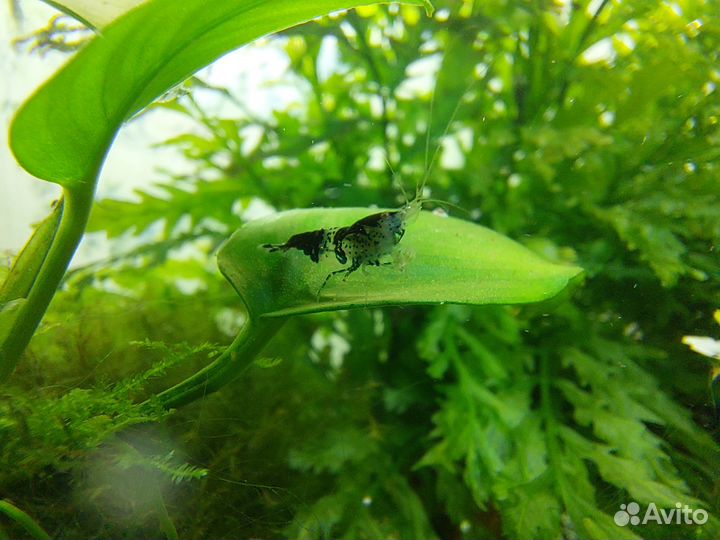 Аквариумые креветки, оранжевые рили и рили карбон