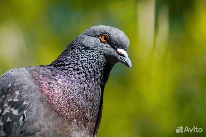 Камера Sony, 24 мрх, 4К, 4 объектива