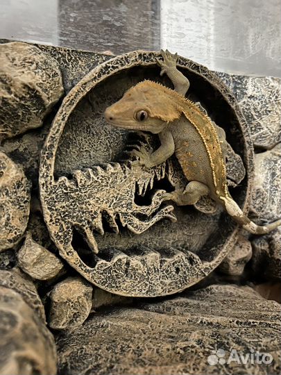 Геккон бананоед для вязки