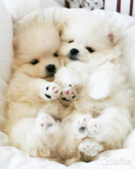 Мини шпицы детки