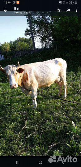 Корова стельная дойная