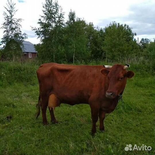 Молоко, творог, сметана
