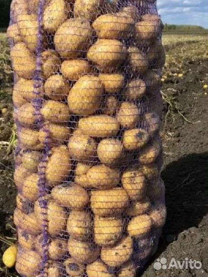 Продам картофель