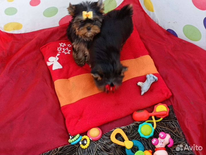 Красивые породные девочки. Беби фейс