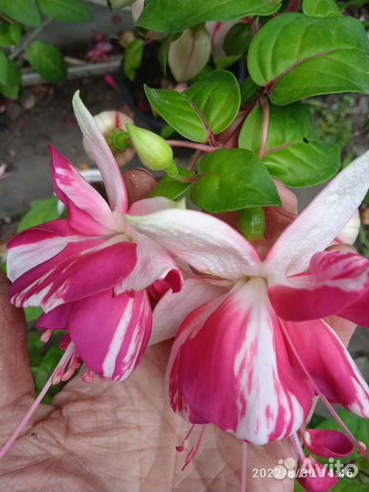 Фуксия цветущая