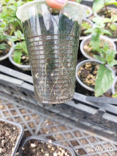 Мята сортовая 12 сортов