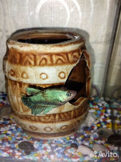 Аквариум на 10 литров со всем содержимым