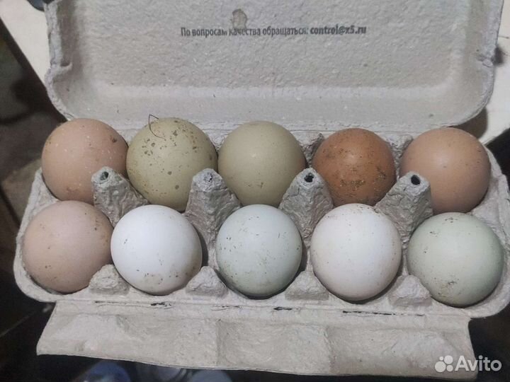 Инкубационное яйцо чешского доминанта