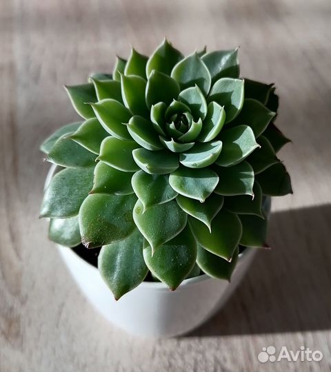 Кактусы и суккуленты. Граптопеталум. Эхеверия