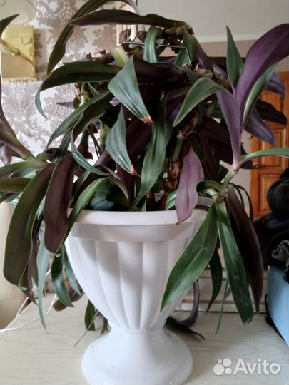 Хлорофитум