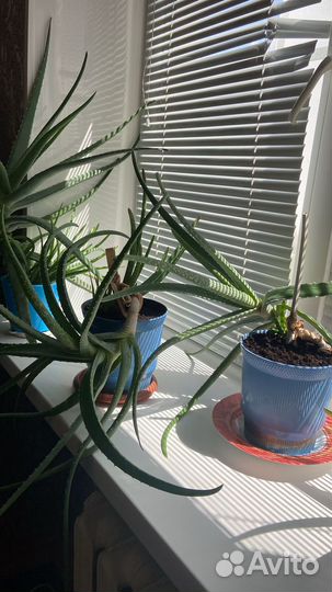 Алоэ вера лечебный