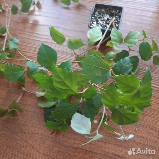 Циссус березка