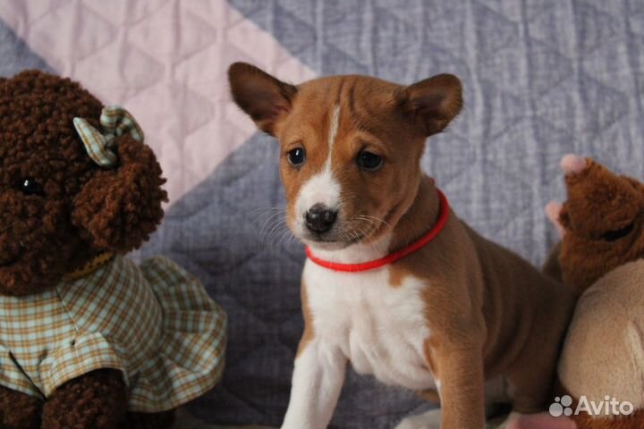 Девочка Басенджи