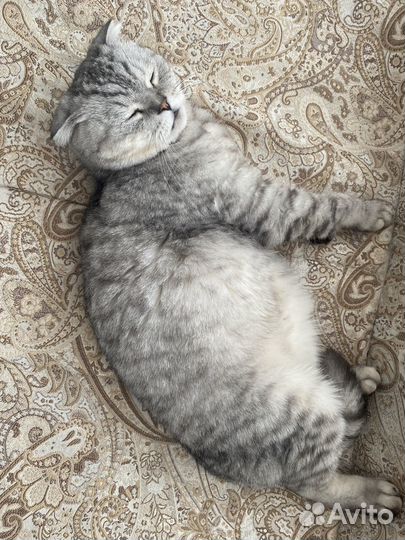 Кот шотландец