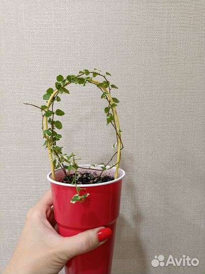 Фикус Пумила Уайт Санни