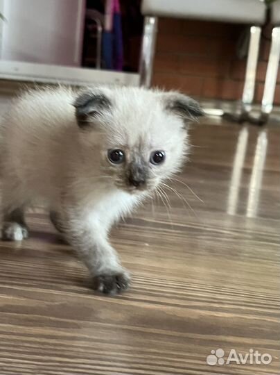 Сиамский вислоухий котенок