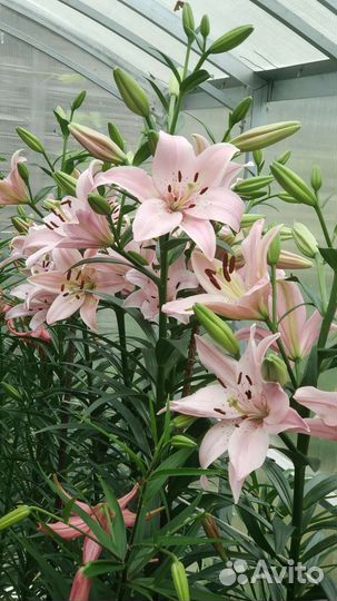 Лилия на срез