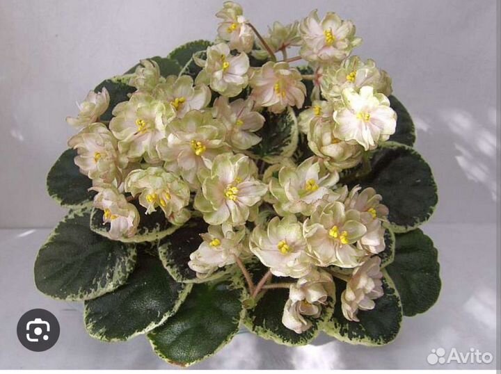 Детки сортовых фиалок