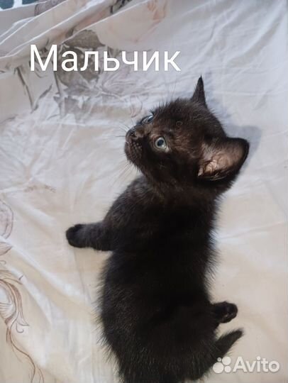 Шотландские котята