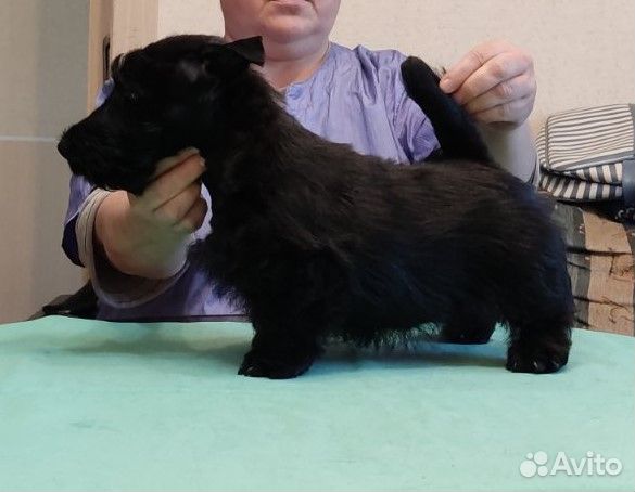 Щенки скотч - терьера