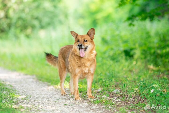 Собака из приюта