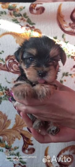Йоркширский терьер щенки