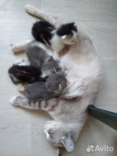 Бесплатно котята