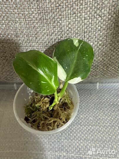 Филодендрон Вайт Кнайт