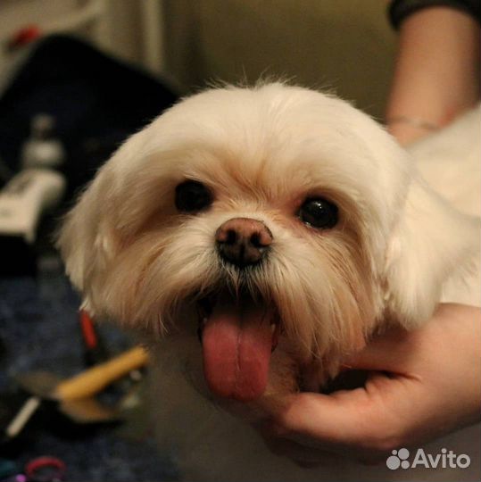 Практикующий ветврач и грумер. Выезд на дом