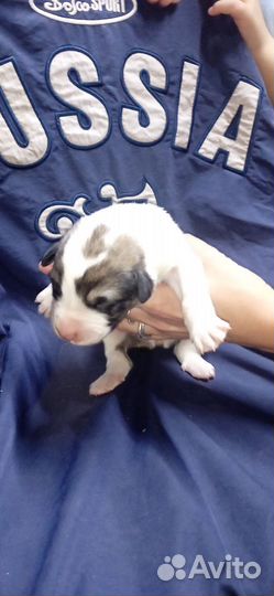 Щенки хороших кровей возможен обмен