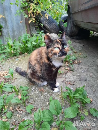 Кошечка в добрые руки